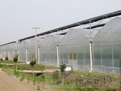 盈丰温室工程公司供应具有口碑的温室大棚建造  ：