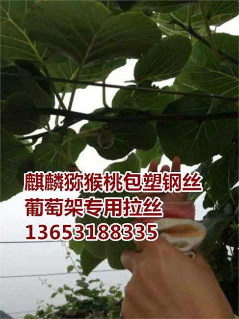 广西包塑钢丝厂家-包塑钢丝价格