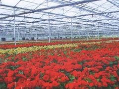 山东一流的花卉大棚温室建造，优质花卉温室大棚