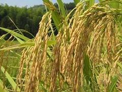 优惠的糯米，河南哪里供应的大米价格便宜