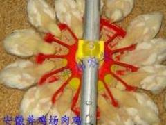 华邦农牧机械公司供应优良的肉鸡自动料线——养鸡料