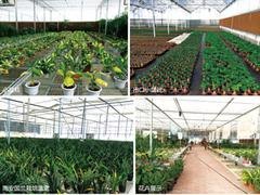 花卉温室公司，建花卉大棚要多少钱