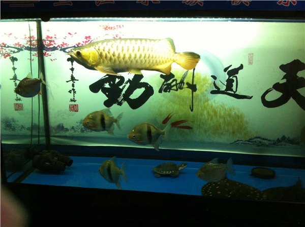 山东水族箱厂家批发、定做、水族箱价格//青岛翔宇