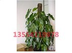 武汉植物租赁_植物租赁公司
