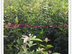 崇义半枫荷价钱如何 厂家推荐江西半枫荷市场价格