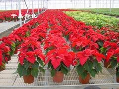富贵竹价格：精品春节应景花卉推荐