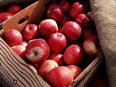 苹果批发专卖店 山西价格合理的苹果【供应】