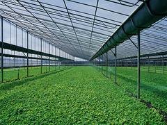 福建新型蔬菜采摘园 专业的新型蔬菜采摘园推荐