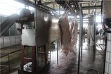 广西哪里有宰猪场——首屈一指的广西生猪屠宰场就是