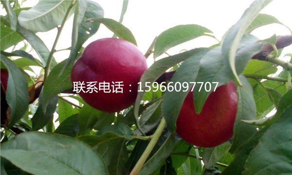 中油16油桃销售*中油16油桃价格*中油16油桃