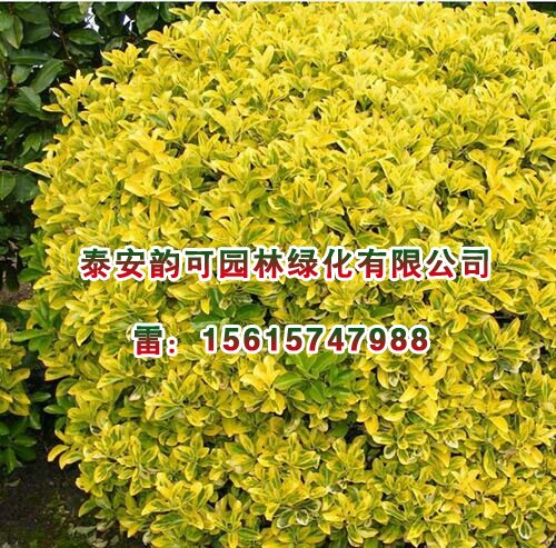 成活率高的金冠黄杨批发|北京金冠黄杨小苗