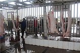 南宁杀猪场地址|专业的南宁屠宰场推荐