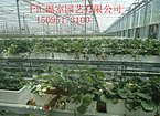 玻璃温室大棚建设