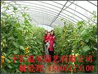 温室大棚建造】中今后如何规划/温室大棚价格/造价