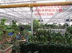科研温室大棚价格 质量好的科研温室大棚推荐