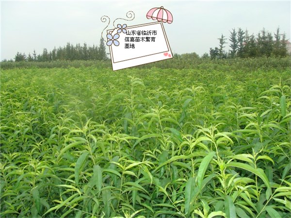 临沂金皇后桃苗