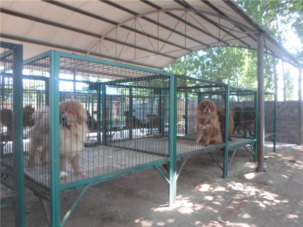 大型藏獒笼具_畅销的藏獒笼具在哪有卖？【求推荐】
