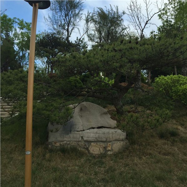 【猴年发大财】莱芜大型景观松树价格低