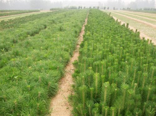 华山松树苗基地|成活率高的华山松小苗推荐