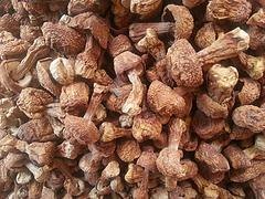 优惠的姬松茸——信誉好的姬松茸供应商