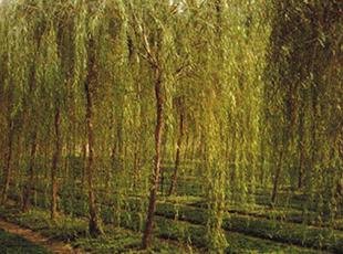 抢到就是赚到！广西径粗25公分的黄金垂柳基地