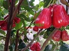 口碑好的天红二号莲雾果推荐|天红二号莲雾果厂家批