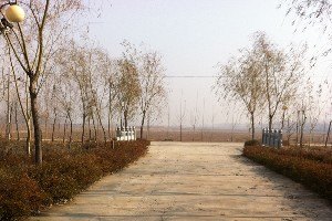 服务周到：山东径粗20公分垂柳树基地直销