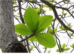 大叶榄仁价格 品种好的大叶榄仁价格怎么样