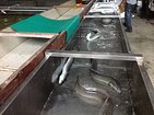 市场上价格适中的福建花鳗苗在哪里可以找到|鳗鱼哪