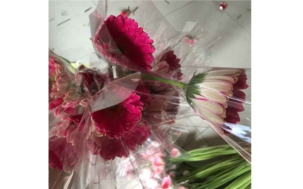 北京非洲菊批发价格超低 扶郎花种植基地哪家好？