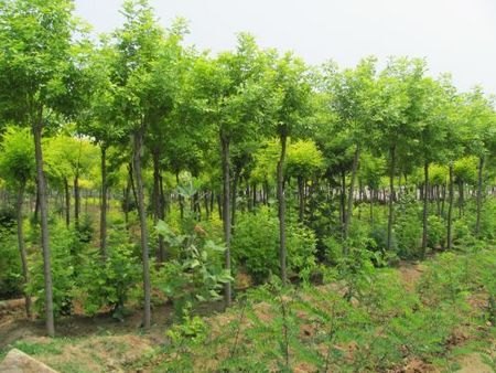 白蜡小苗特供基地 山东品种好的速生白蜡供应