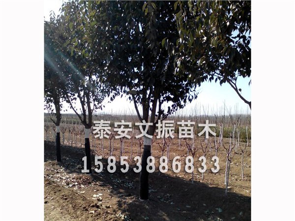 量大从优：价位合理的泰安大叶女贞小苗推荐基地
