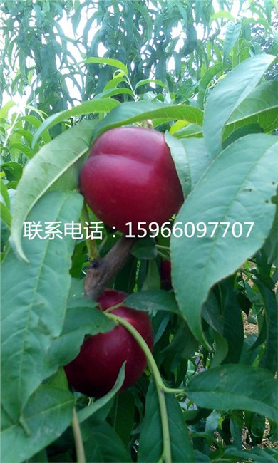 销售中油16油桃/中油16油桃价格/中油16油桃