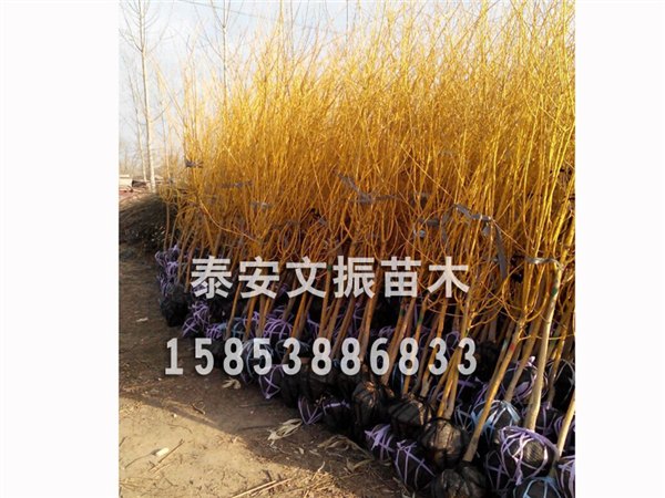 质量有保证：山东5-8公分黄金槐价格大促