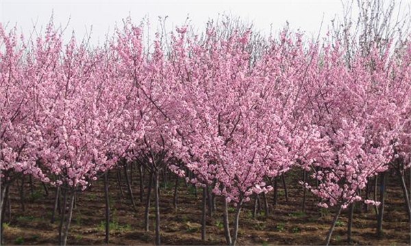 山东美人梅、美人梅种植基地、美人梅小苗、美人梅价