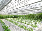 潍坊蔬菜温室大棚建造：权威的蔬菜温室大棚建设华美