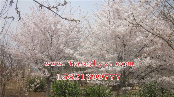 樱花基地：为您推荐具有口碑的染井吉野樱花