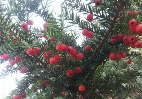 【鑫鑫苗木】东北红豆杉