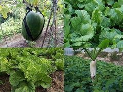 龙岗原生态蔬菜配送——深圳精品深圳蔬菜批发
