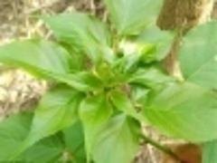 苗农在线供应园林绿化苗木秋枫 价格优惠