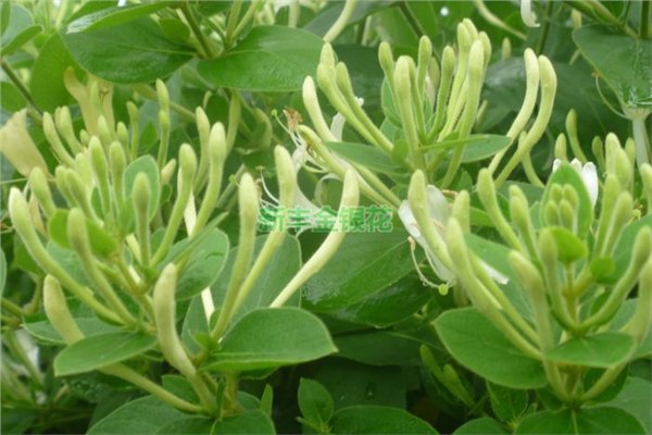 两年金银花苗木种植技术