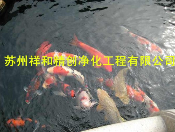 青田鱼池水处理 合格的鱼池水处理推荐