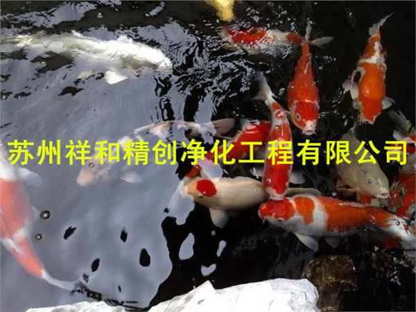 一流的鱼池水处理鱼池水发绿青苔|苏州提供专业的鱼