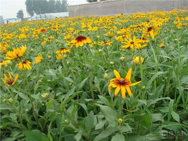 山东青州黑心菊批发种植基地