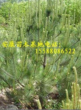 春季造林用黑松苗|油松苗|侧柏苗|龙柏苗|海棠苗