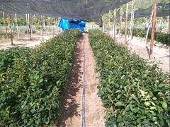 琼海山柚苗——品种好的山柚苗推荐