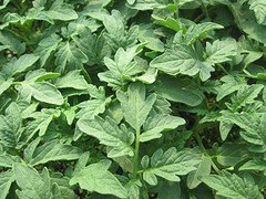 番茄种苗批发_在哪能买到高质量的番茄种苗