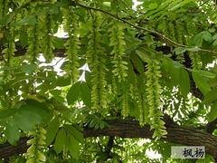 优质枫杨首推四川万鼎园林|重庆枫杨批发