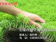 极好的卧茎景天草坪推荐_卧茎景天草坪哪里找
