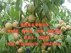 哪里能买到极好的大叶子蜜桃苗 大叶子蜜桃苗价格行